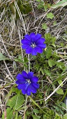 Gentiana dshimilensis