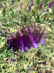 Vicia villosa villosa