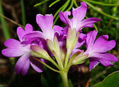 Primula clusiana