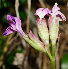 Primula clusiana