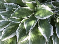 Hosta