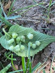 Pachypsylla celtidismamma