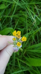 Tracheophyta