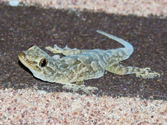 Hemidactylus flaviviridis