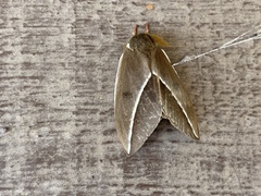 Automeris zephyria