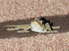 Hemidactylus flaviviridis