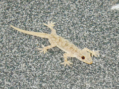 Hemidactylus flaviviridis