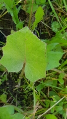 Tussilago farfara
