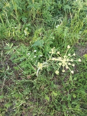 Heracleum sphondylium sibiricum