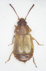Eusphalerum luteum