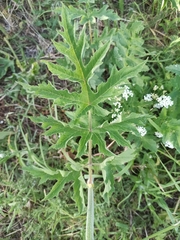 Heracleum sphondylium sibiricum
