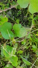 Tussilago farfara