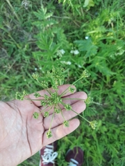 Heracleum sphondylium sibiricum