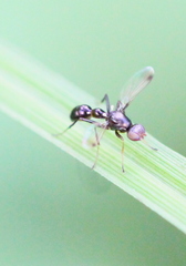 Dicranosepsis