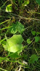 Tussilago farfara