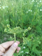 Heracleum sphondylium sibiricum