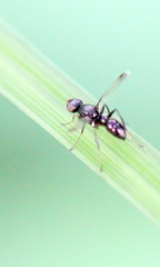 Dicranosepsis