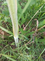 Heracleum sphondylium sibiricum
