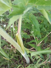 Heracleum sphondylium sibiricum
