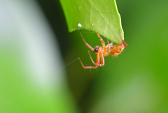 Araniella opisthographa