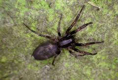Lampona cylindrata