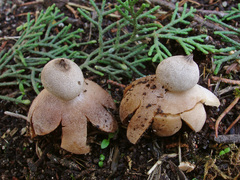 Geastrum campestre