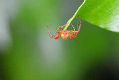 Araniella opisthographa