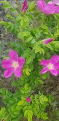 Rosa rugosa