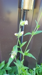 Silene latifolia