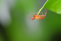 Araniella opisthographa