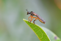 Dioctria bicincta