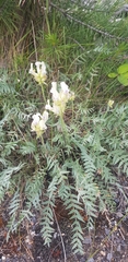 Oxytropis sordida