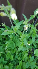 Silene latifolia