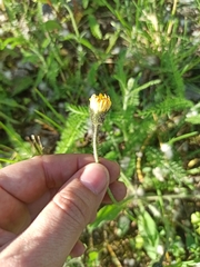 Pilosella officinarum