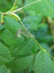 Stigmella anomalella