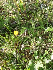 Pilosella officinarum