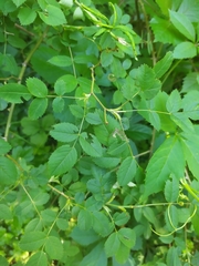 Stigmella anomalella