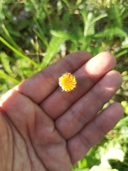 Pilosella officinarum