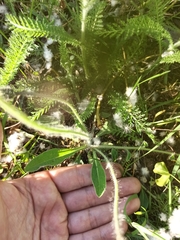 Pilosella officinarum