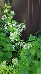 Galium mollugo