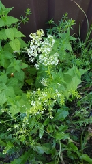 Galium mollugo