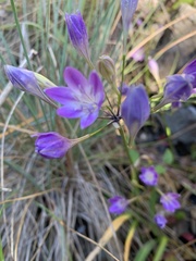 Triteleia