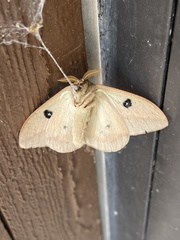 Automeris zephyria