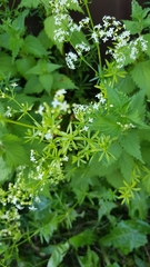 Galium mollugo