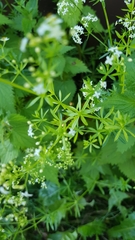 Galium mollugo