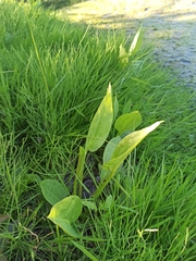 Alisma plantago-aquatica
