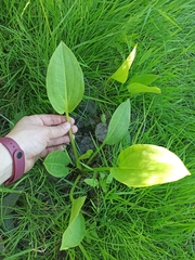 Alisma plantago-aquatica