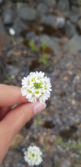 Berteroa incana