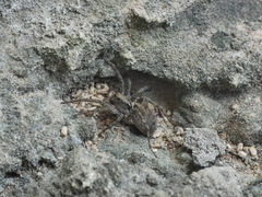 Lycosidae