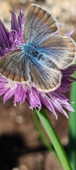 Glaucopsyche lygdamus image